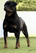 Filhotes de rotweiler